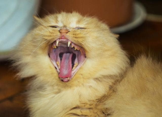 teeth misalignment cats