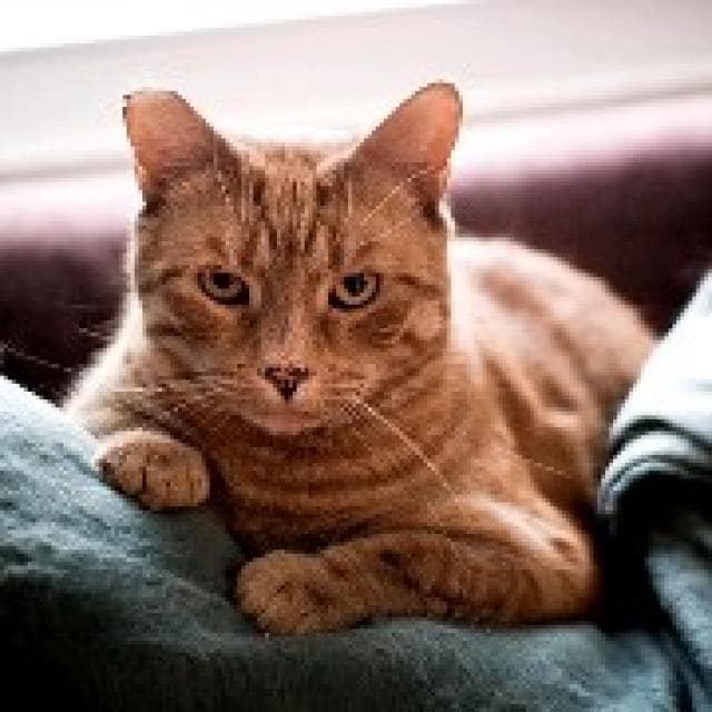 Ear tipping cats in theory and in practice PetMD