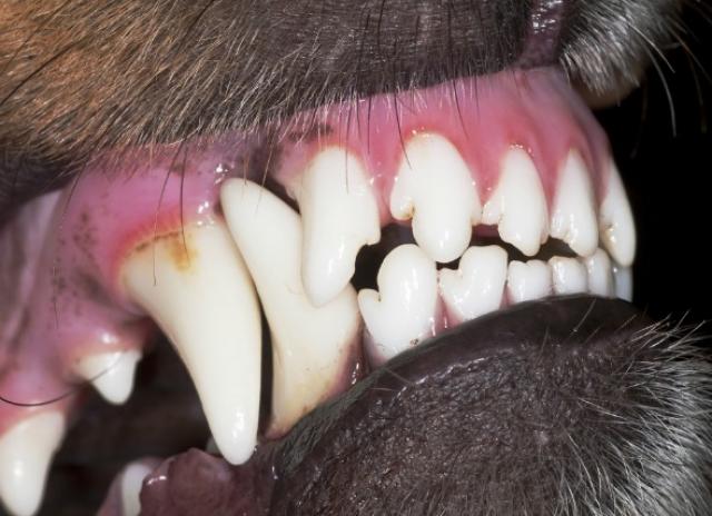cracked dog teeth