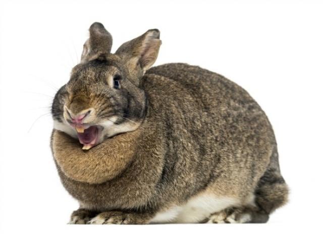 tooth root abscess rabbits