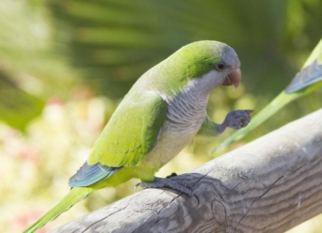 small birds that can talk