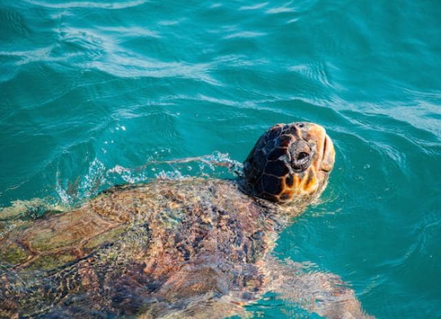Sink or Swim: Can Turtles Swim? | PetMD