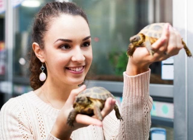 How Much Do Turtles Cost Petmd