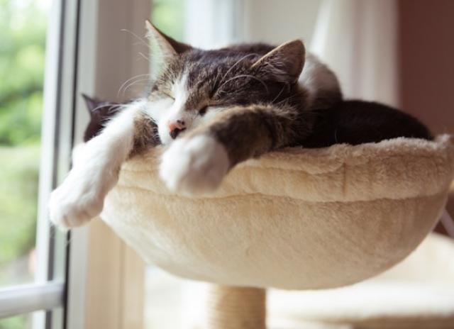 do cats like hammocks