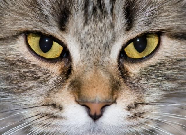 unequal pupil size cats causes