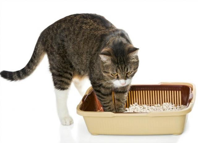 What To Do About Common Urinary Problems in Cats PetMD
