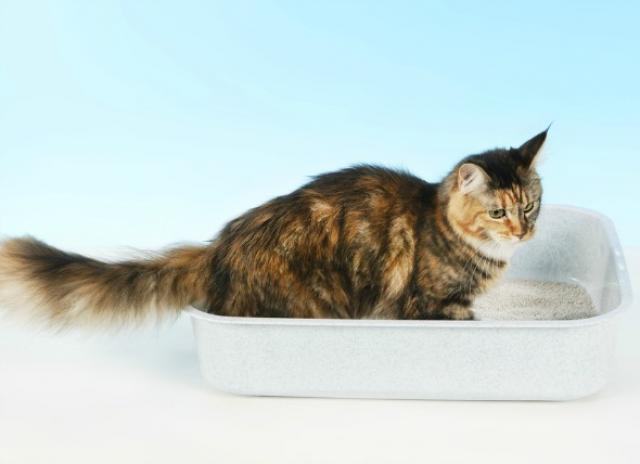 Urinary Tract Infections in Cats PetMD