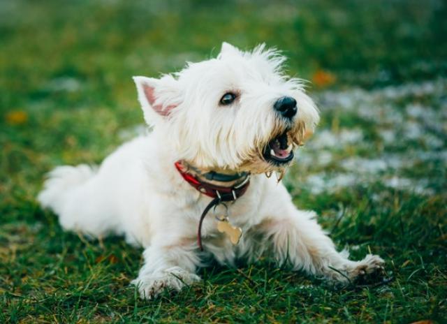 f1 sheepadoodle breeders