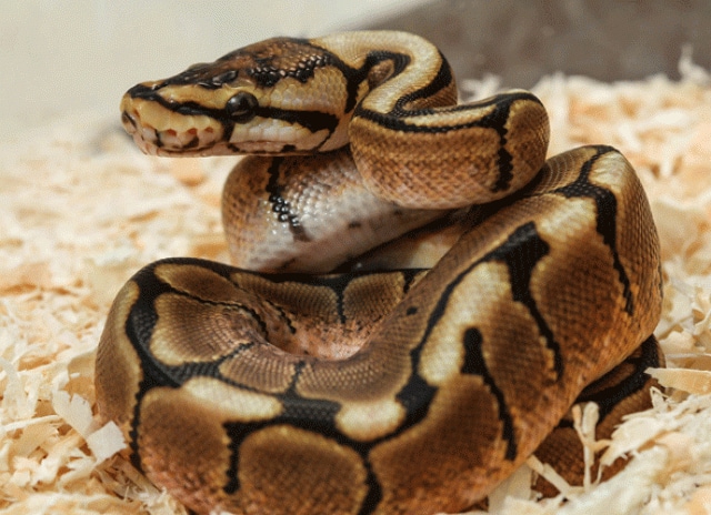 What To Do If Your Pet Snake Bites You Petmd