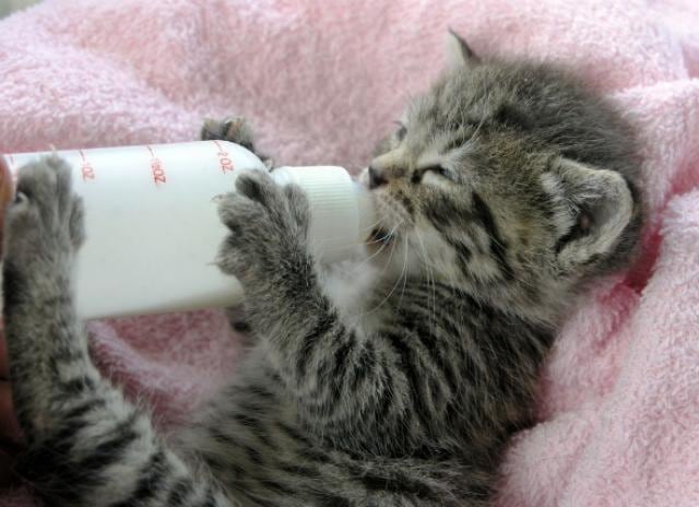 when to introduce food to kittens