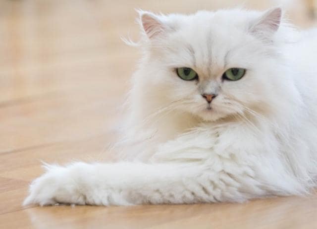 white persian cats picture id637190306