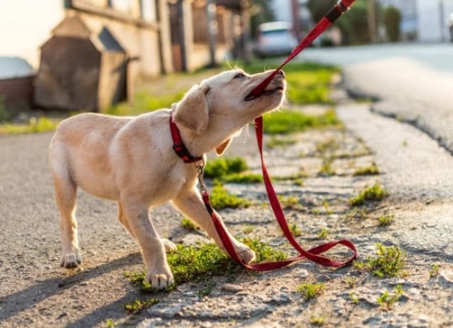 Basic Puppy Training Timeline: How and When to Start | PetMD