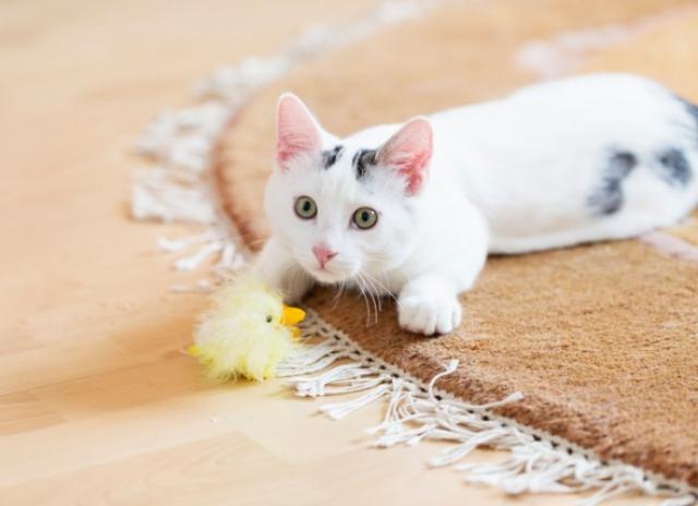 How to Prepare for Your New Cat's First Few Days