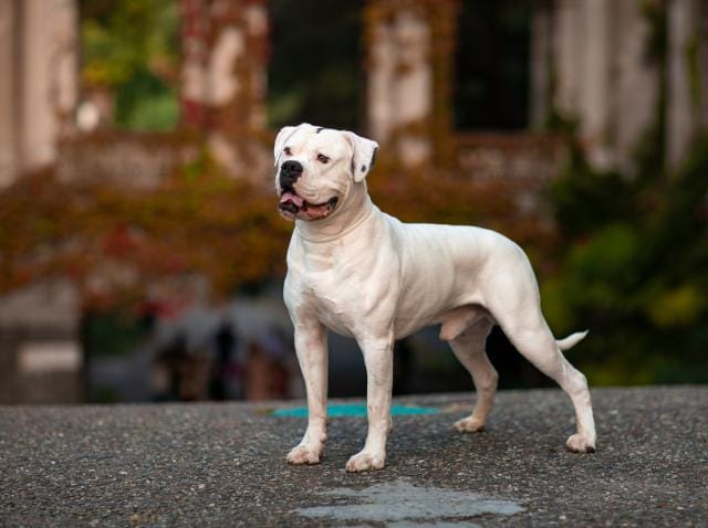 American Bulldog Dog Breed Hypoallergenic, Health and Life Span | PetMD