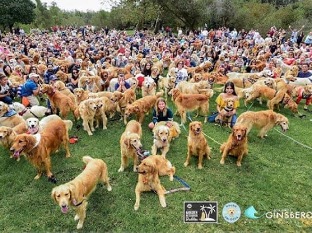 Us Steals World Record From Scotland For Most Golden Retrievers In One Place Petmd