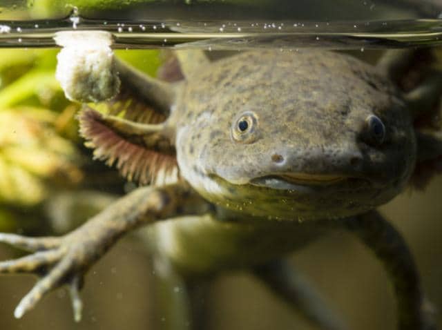 Axolotl Ambystoma Mexicanum Reptile Breed Hypoallergenic Health And Life Span Petmd