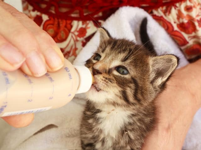 how to feed a two week old kitten