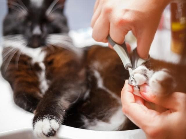 cat nail clipping prices