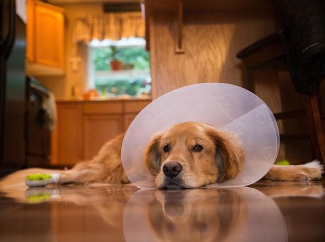 The Cone of Shame: Why E-Collars Get a 