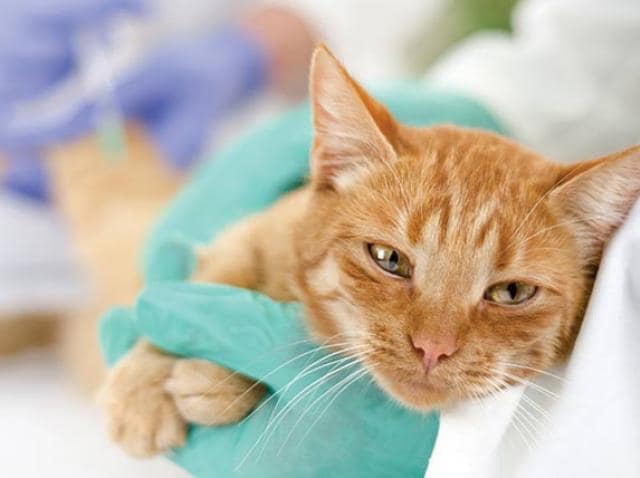 Is There a Cure on the Horizon for FIP? New Options for Treating FIP