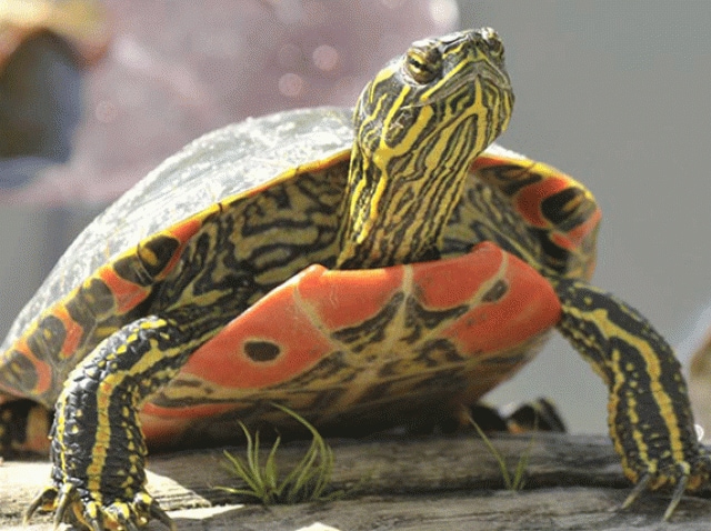 Painted Turtle Chrysemys picta Reptile Breed