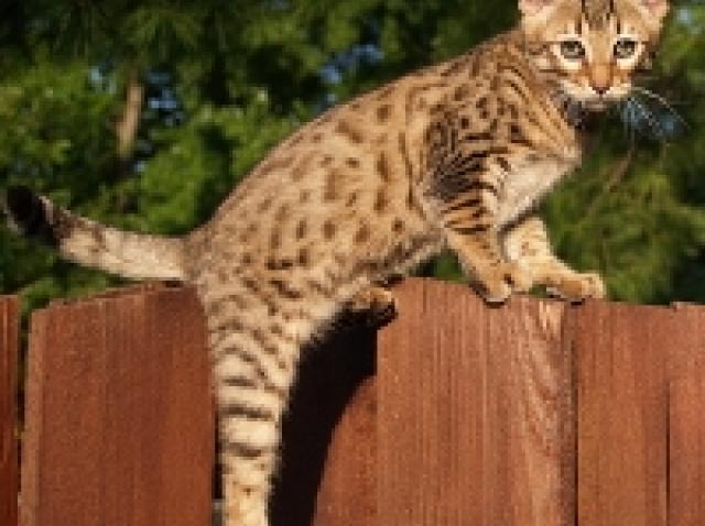 Savannah House Cat Breed Pictures & Info | petMD