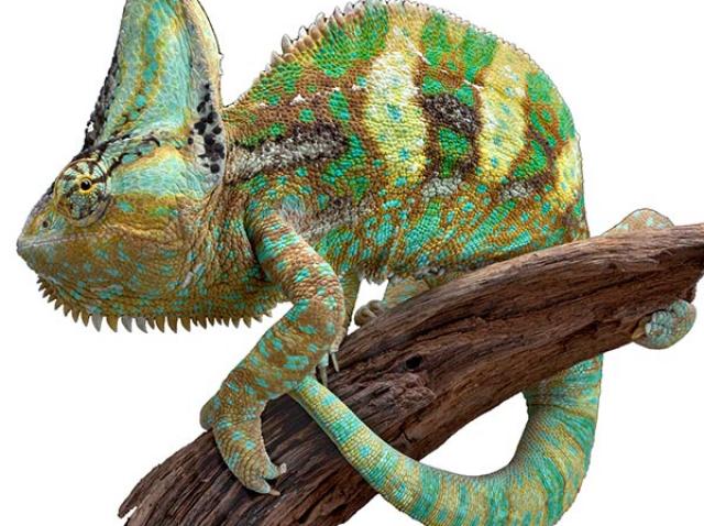 Featured image of post Chameleon Pet Breeds : Before taking the plunge and buying your first pet chameleon you need to be aware of the amount there are more expensive breeds than this but the cost of the three most common species kept as.