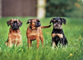 5 Hot Weather Risks for Short Faced Dogs