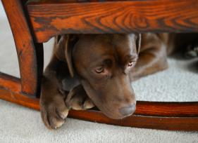 8 Surprising Signs of Anxiety in Dogs