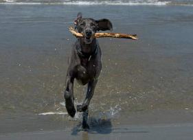 Top Ten Water Sports for Dogs