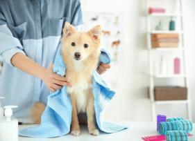 6 Dog Grooming Secrets Your Groomer Wishes You Knew