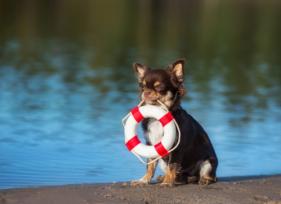 Dog Summer Safety Tips: 6 Summer Dangers You’re Probably Ignoring