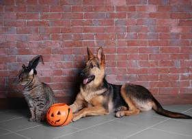 8 Halloween Safety Tips for Pets
