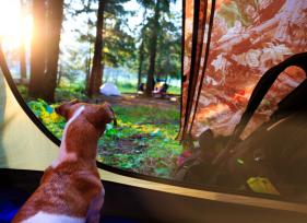 Get the Right Dog Camping Gear for Camping With Dogs