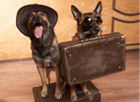 7 Pet Travel Risks and How to Avoid Them