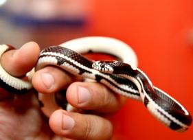 The Best Captive Bred Snakes That Stay Small