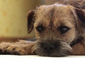 6 Reasons Your Dog Is Depressed