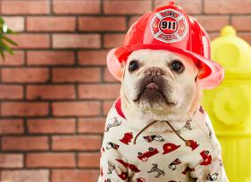 6 Fire Safety Tips That Can Save Your Pet’s Life