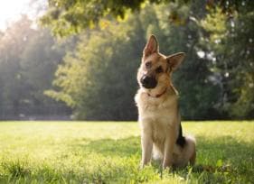 Five Ways to Help Your Constipated Dog