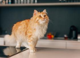 9 Common Cat Behavior Problems (and How to Fix Them)