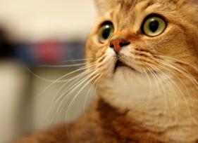 8 Common Cat Fears and Anxieties