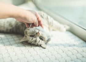 15 Signs Your Cat Is Happy