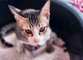 6 Simple Tips for Cleaning Up Cat Poop