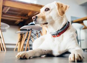 Best Food Options for Diabetic Dogs