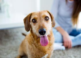 How Old Is My Dog? 5 Tips for Determining Your Dog’s Age