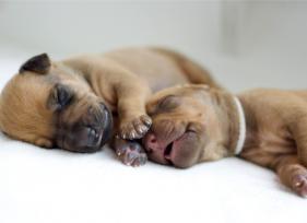 12 Fascinating Facts You Didn’t Know About Newborn Puppies