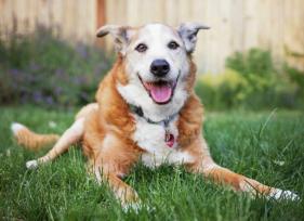 6 Ways to Help Your Old Dog Feel Young