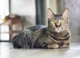 5 Myths About Senior Cats Debunked