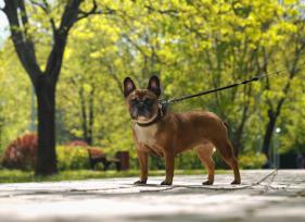 7 Summer Dog Walking Tips You Should Keep in Mind