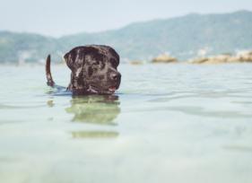 8 Summer First Aid Tips for Pets